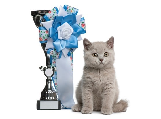 Cat with a trophy with ribbon