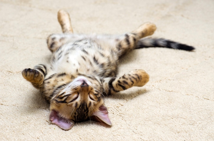 Kitten lying on back