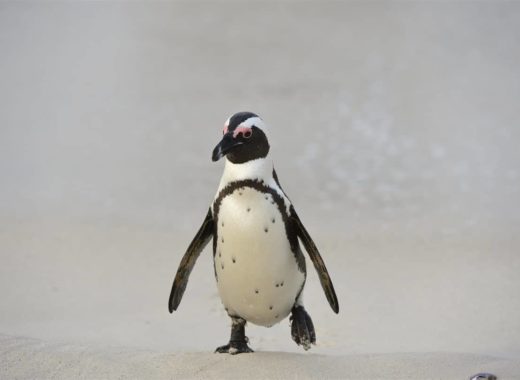 How Penguin 4.0 could be affecting your business – demystifying the jargon