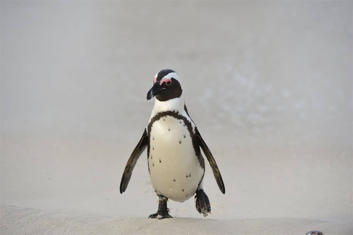 Penguin walking on snow