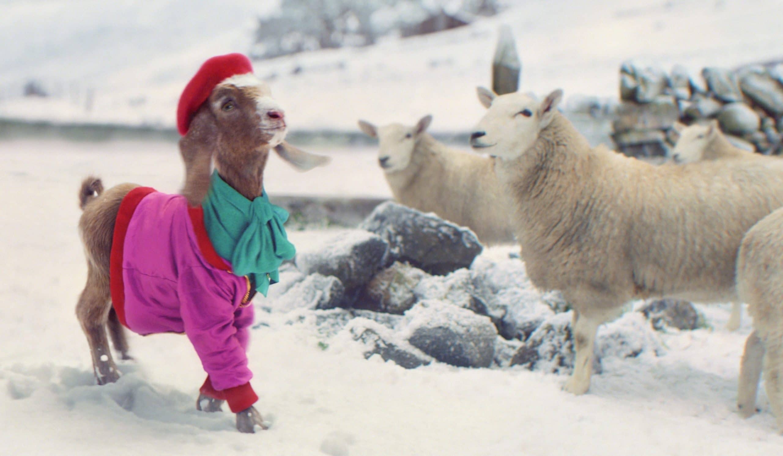 Goat wearing scarf and hat walking past sheep